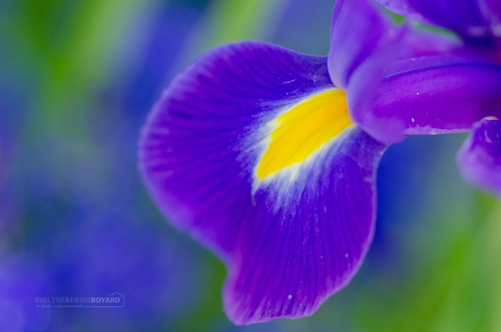 Iris germanique.