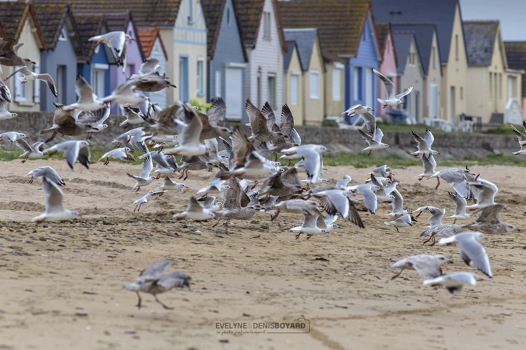 Envol de mouettes rieuses et de goélands à Ravenoville (Manche).