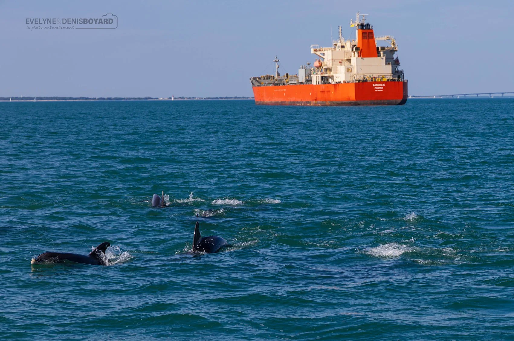 Groupe de grands dauphins devant un cargo (Charente-Maritime).