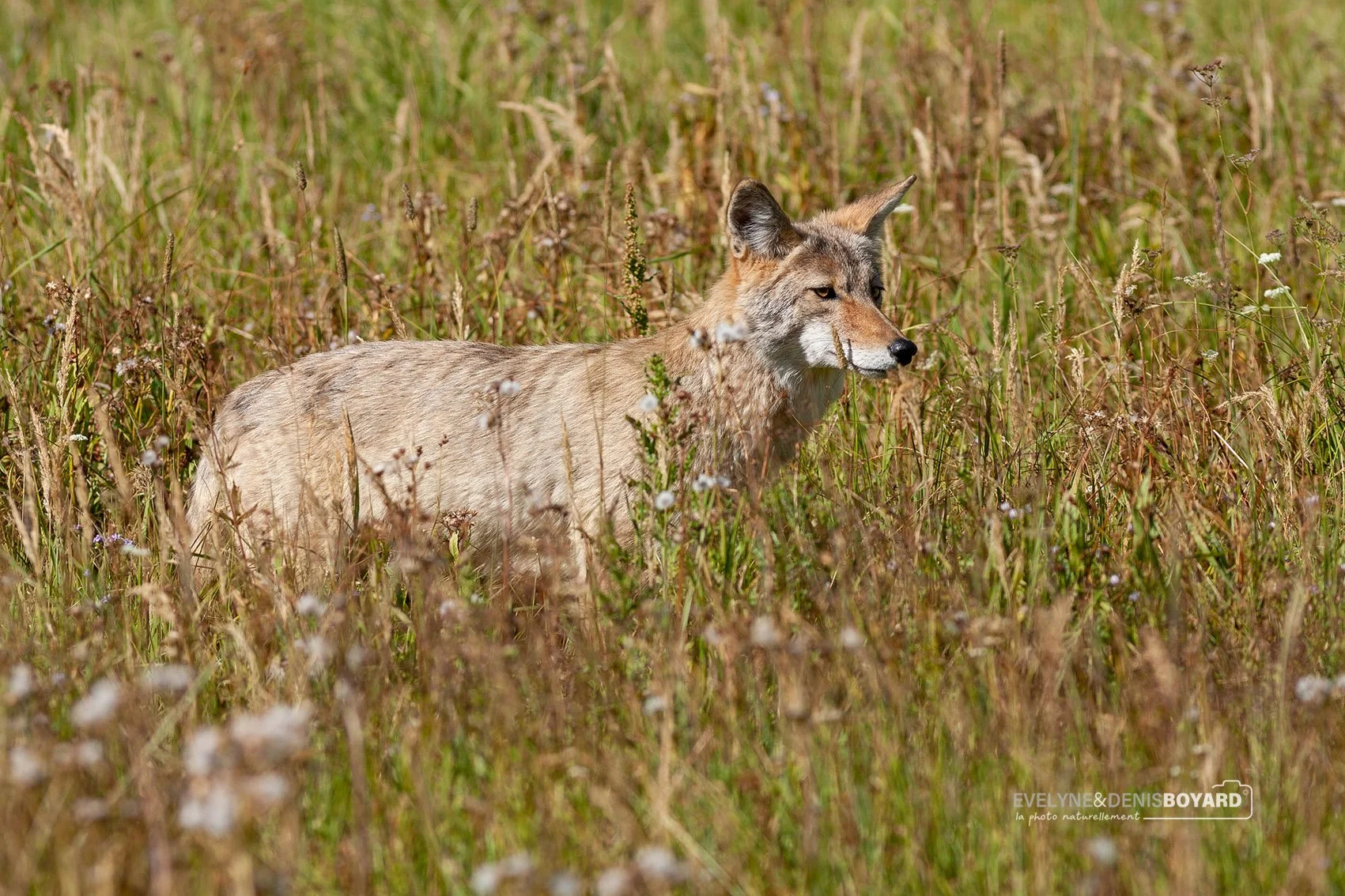 Coyote au parc de Yellowstone (Wyoming).