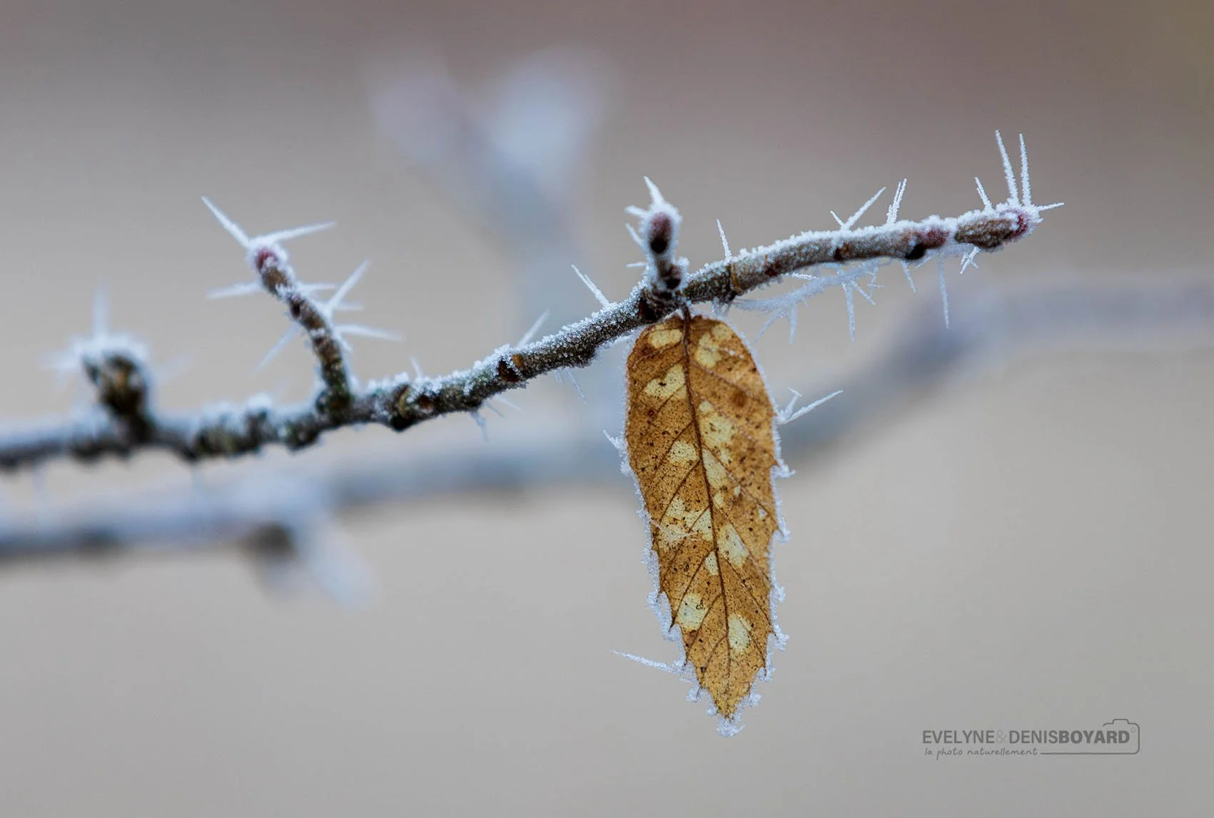 Feuille gelée de hêtre à grandes feuilles.