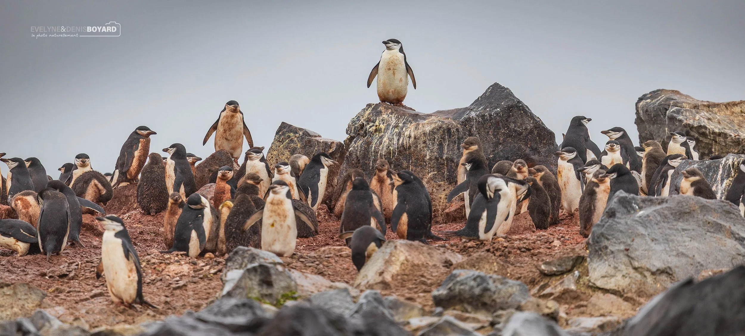 Colonie de manchots à jugulaire sur Penguin Island. La terre est souillée par les déjections des oiseaux.