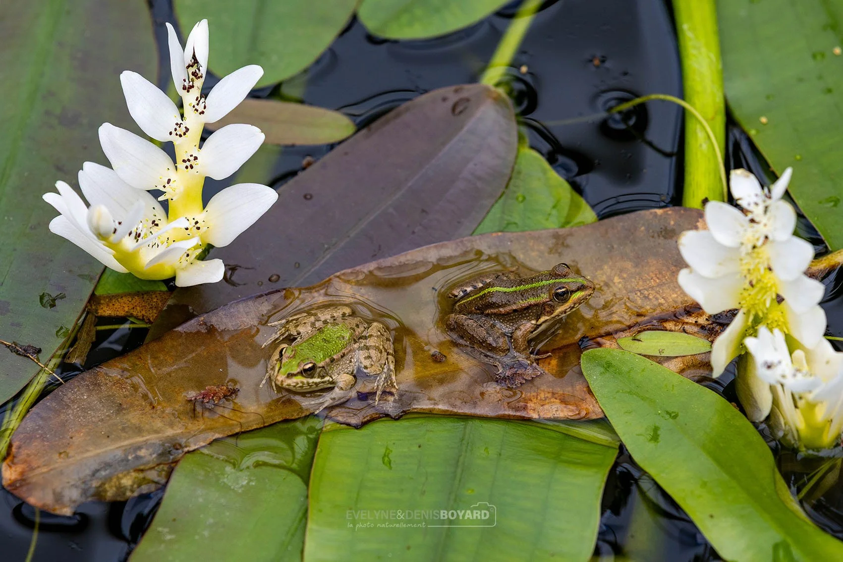 Grenouilles rieuses.