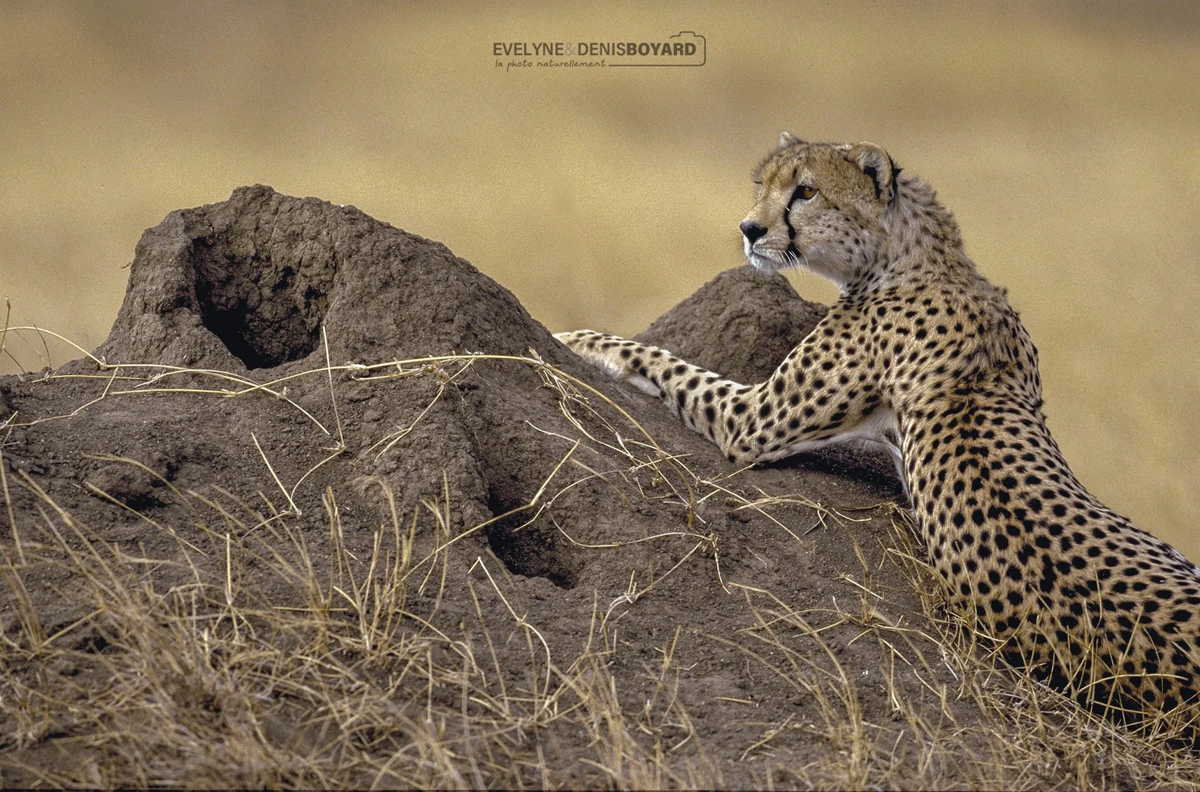Observation d'un guépard depuis une termitière.