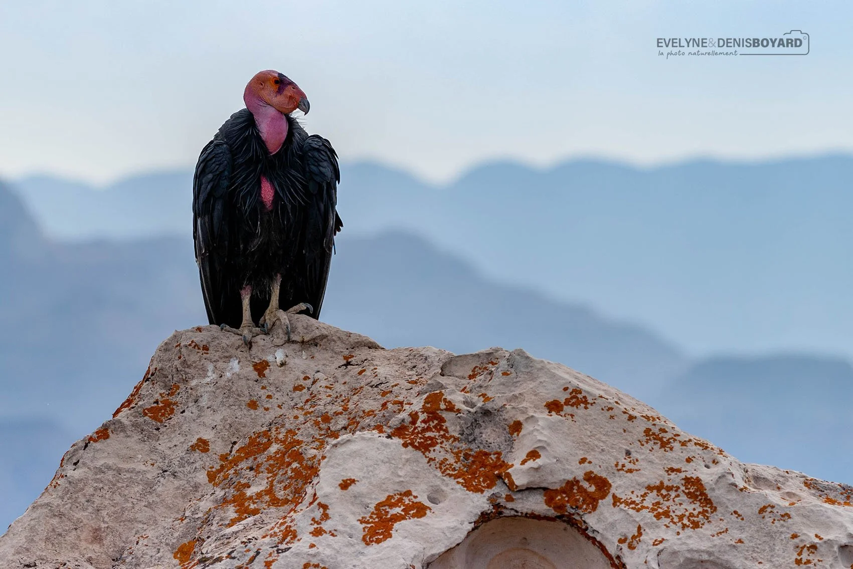Condor de Californie dans le Grand Canyon.