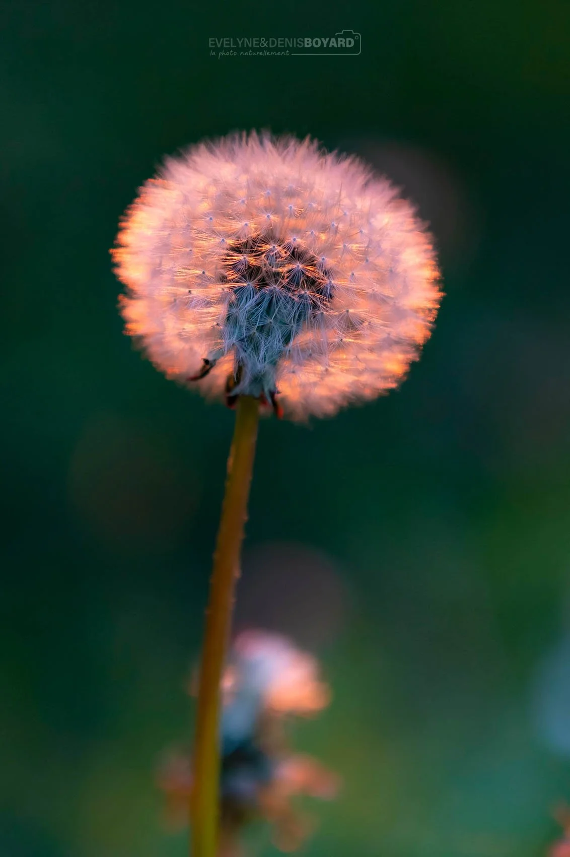 Pissenlit au coucher de soleil.