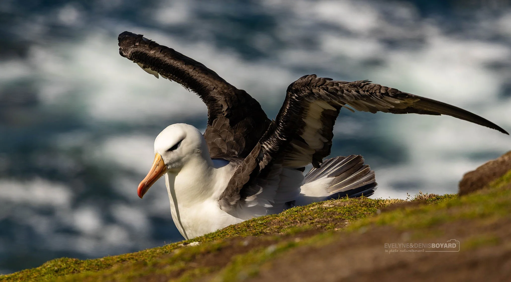 Envol d'un albatros à sourcils noirs.