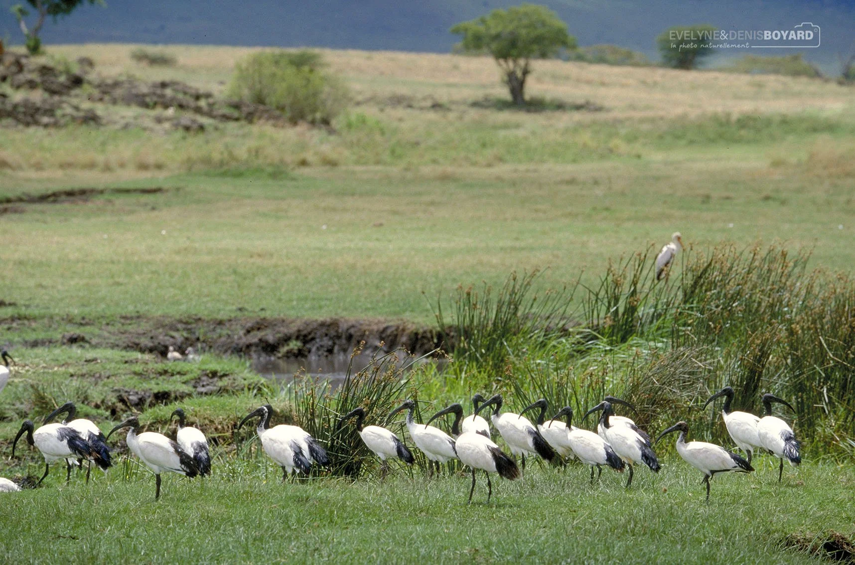 Groupe d'ibis sacrés près d'un point d'eau.