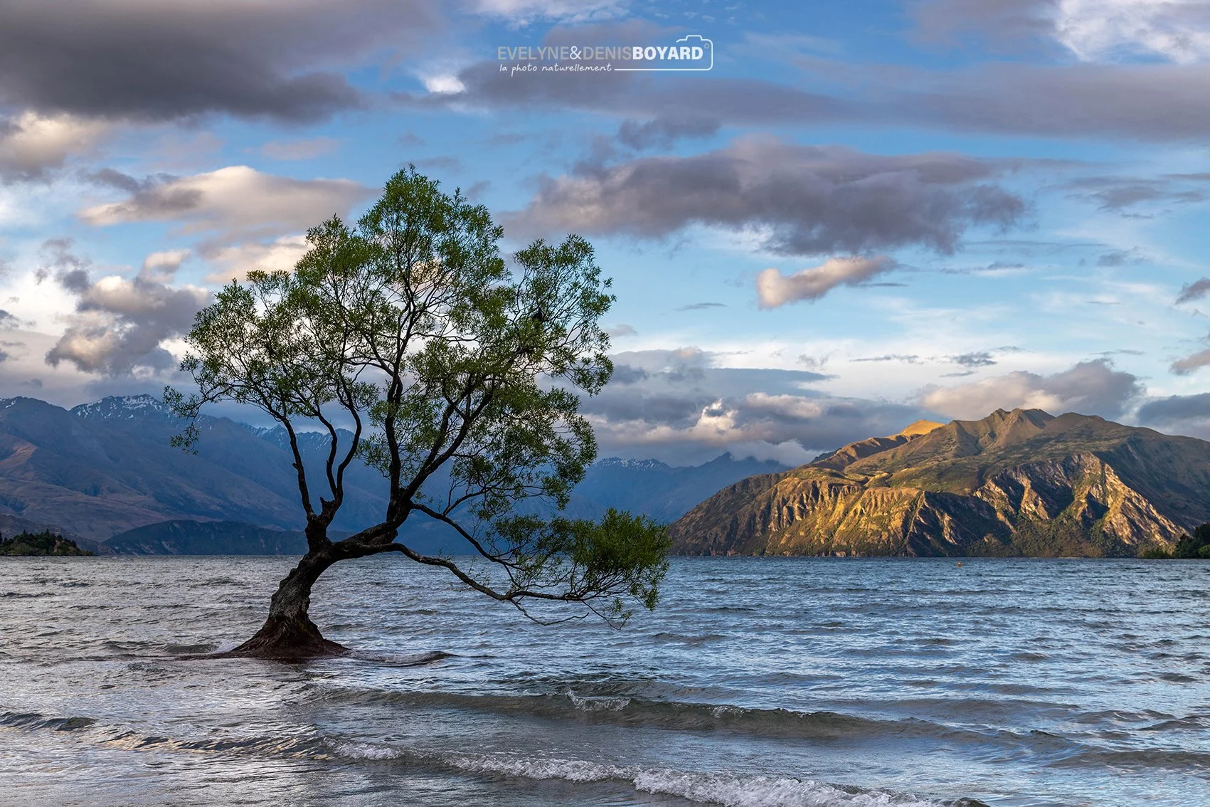 Arbre solitaire sur le lac Wanaka.