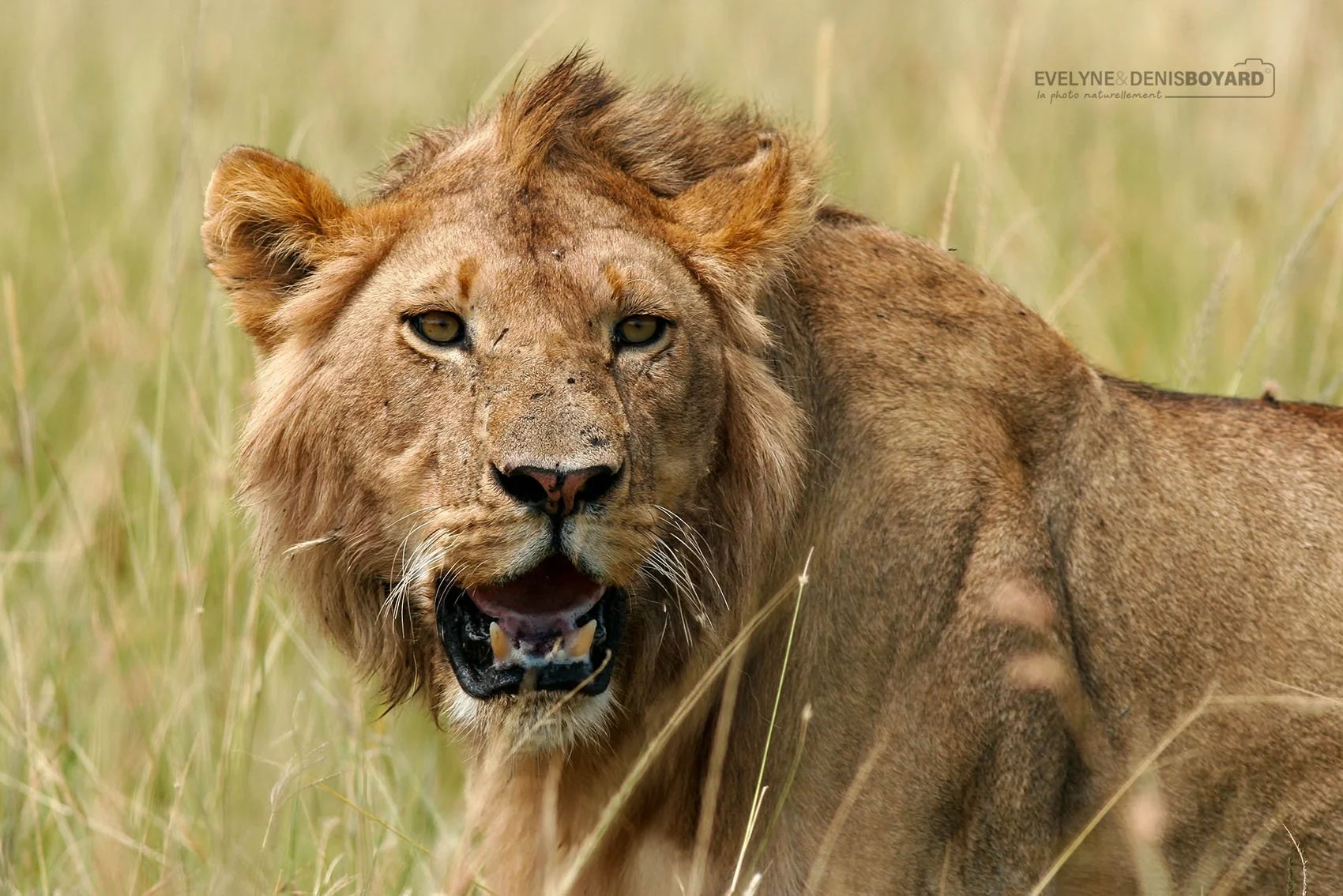 Jeune lion.