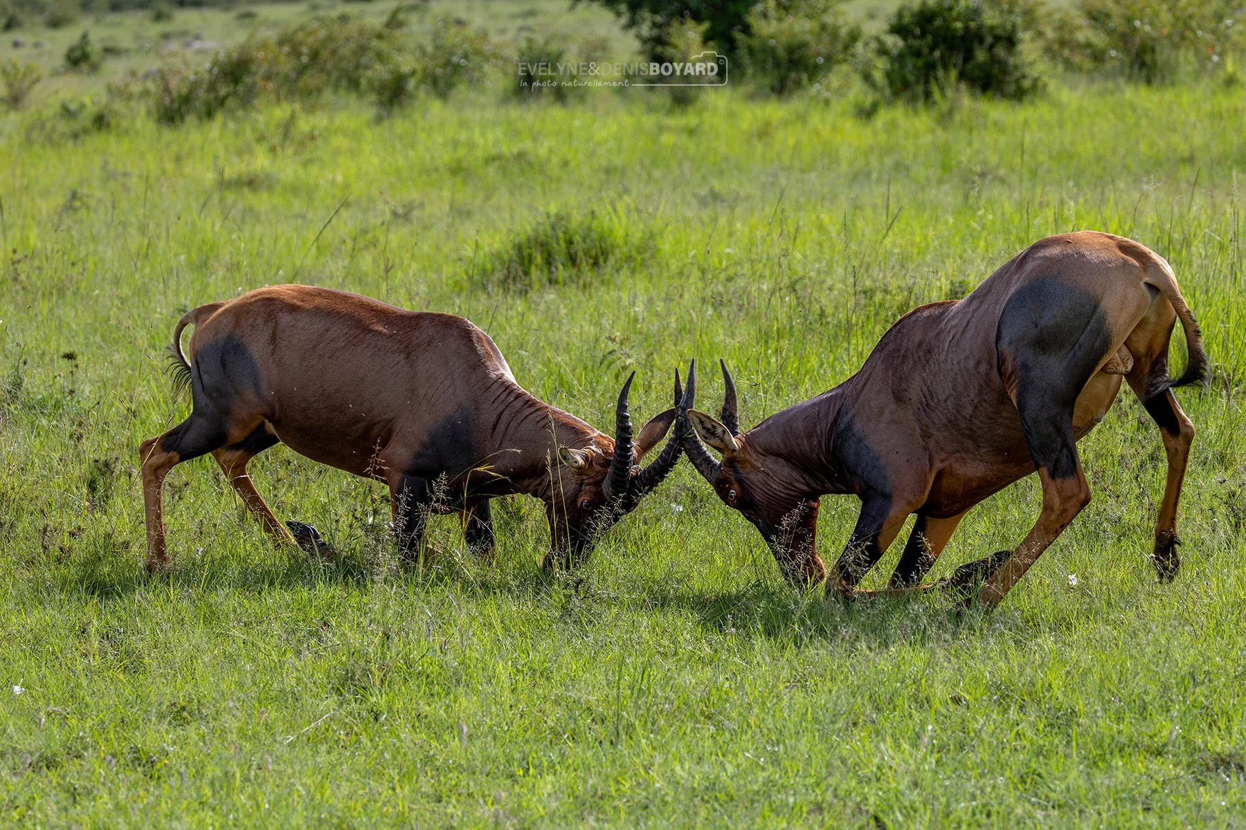 Combat entre deux antilopes Topi mâles.