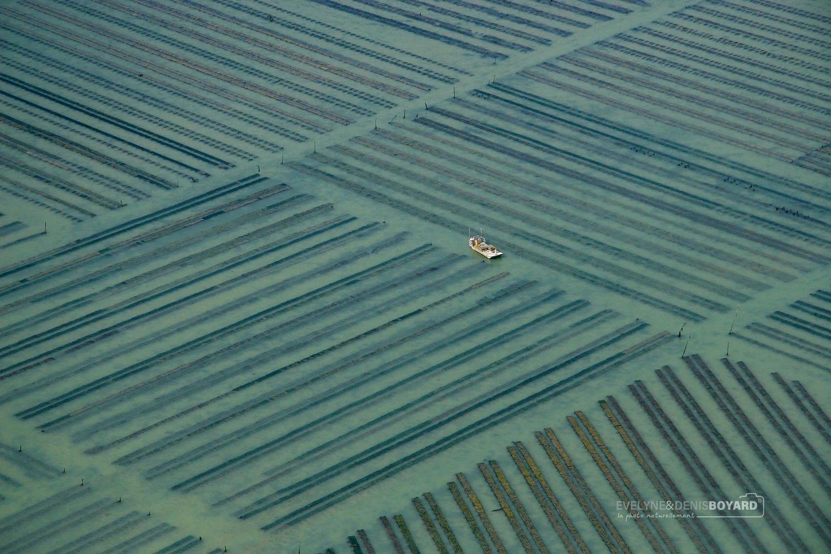 Tables ostréicoles et plate (bateau à fond plat), île de Ré (Charente-Maritime).