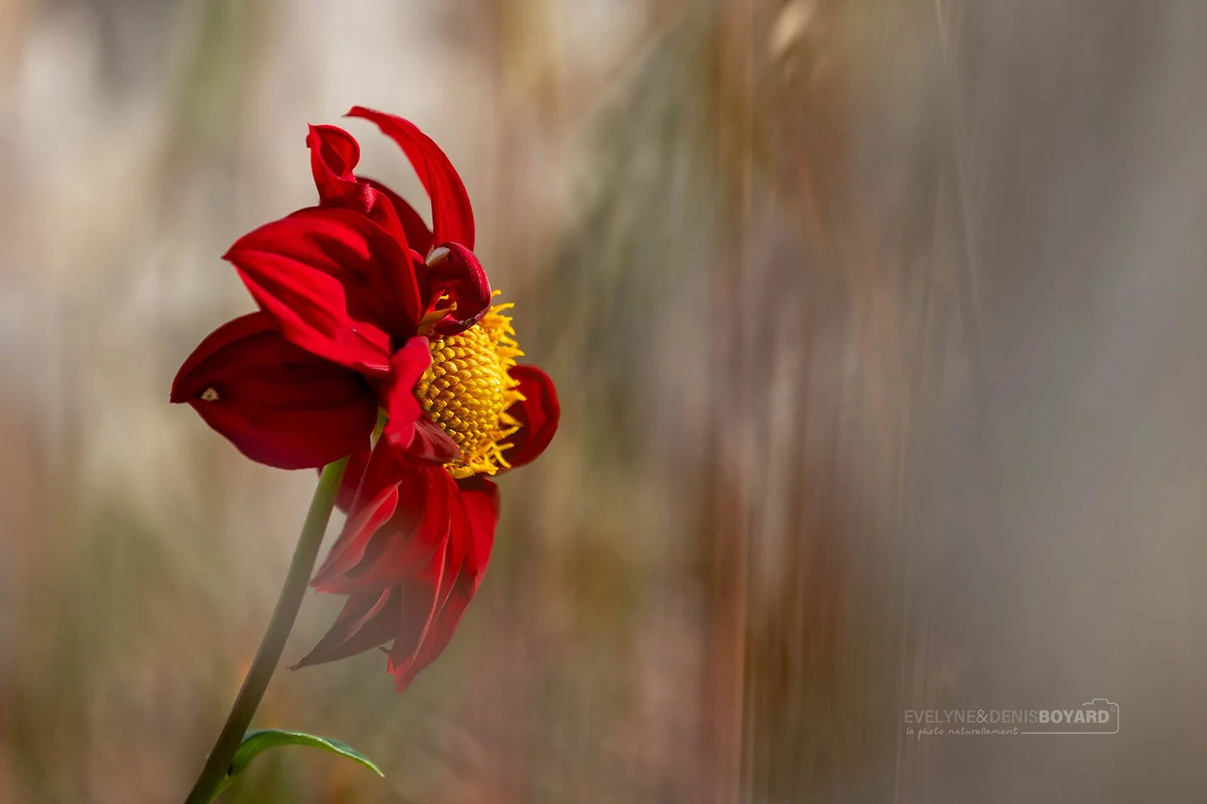 Dahlia coccinea.