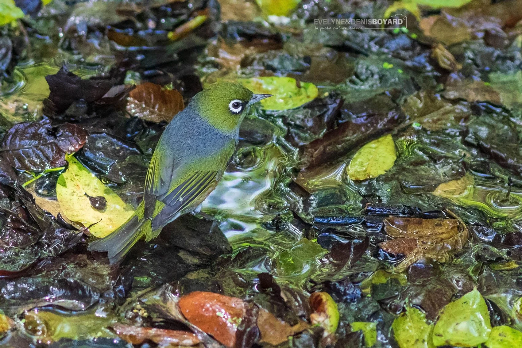 Zostérops à dos gris.