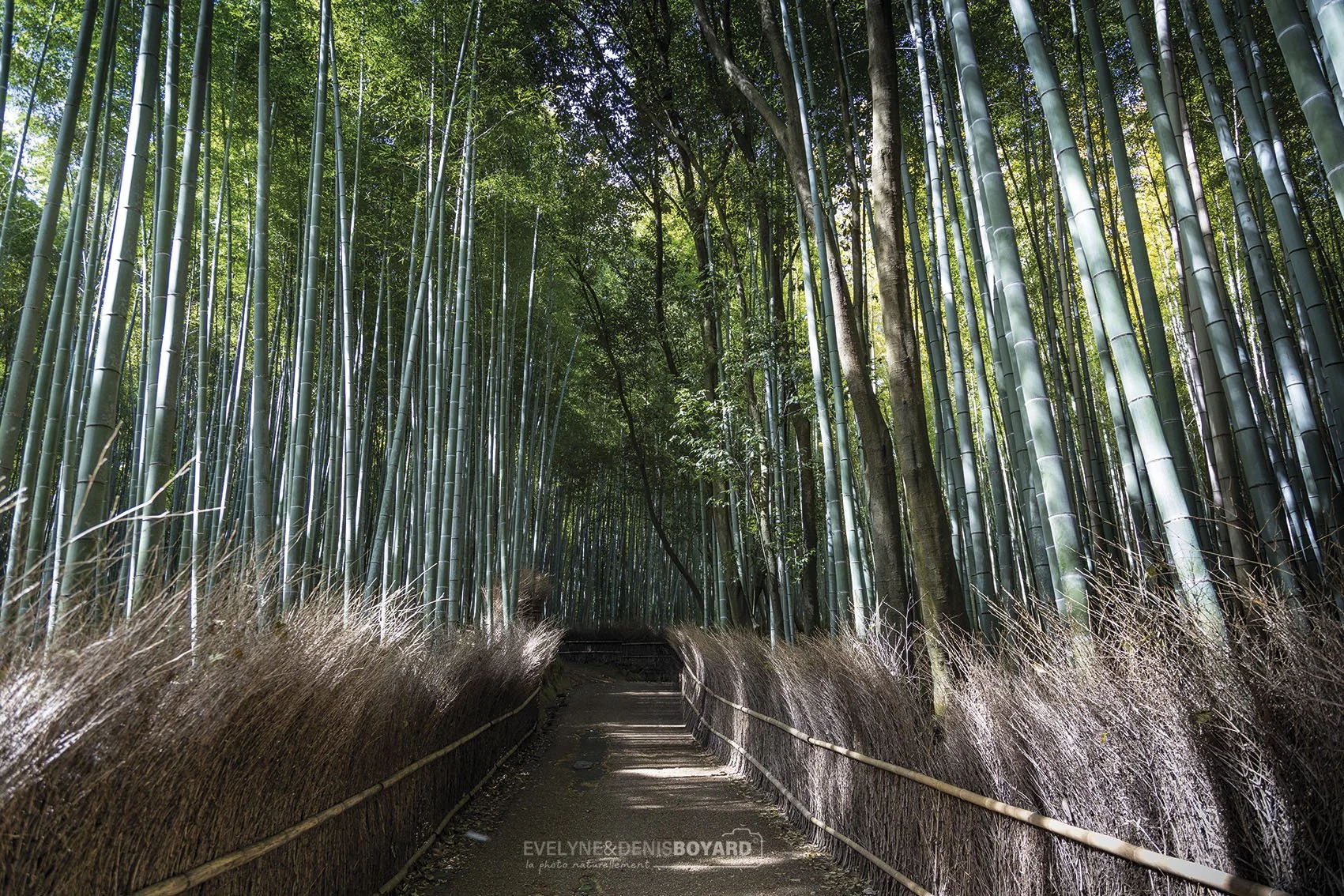 Arashiyama, la bambouseraie de Kyoto.
