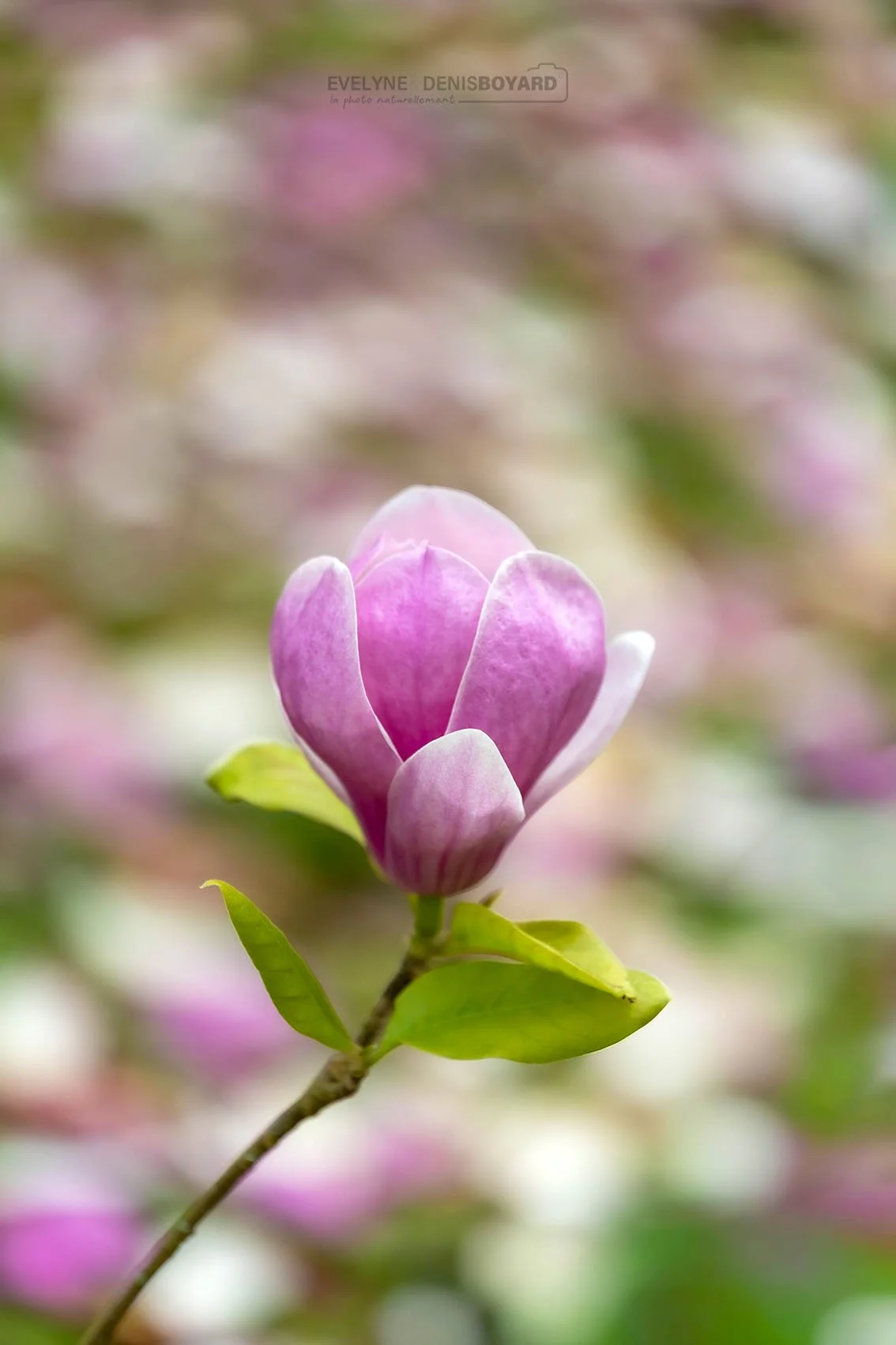 Fleur de magnolia de Soulange.