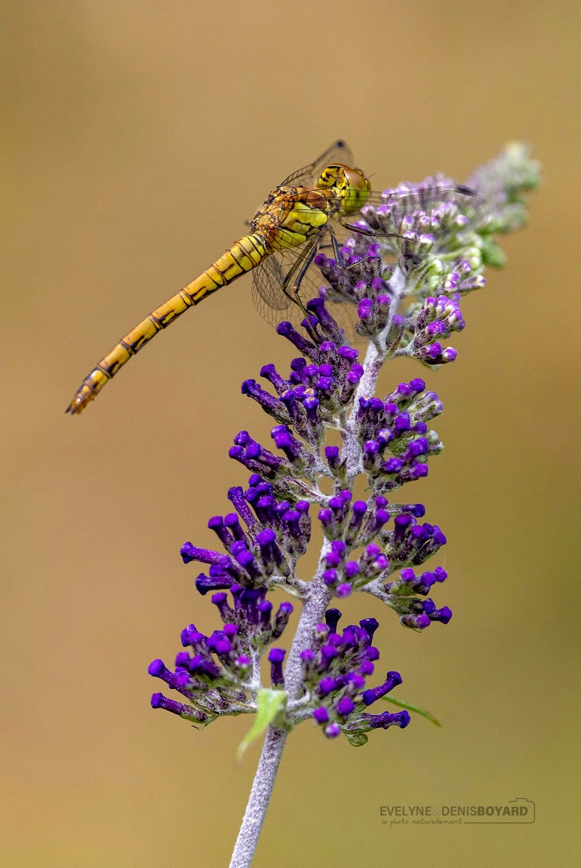 Sympètre vulgaire sur buddleia.