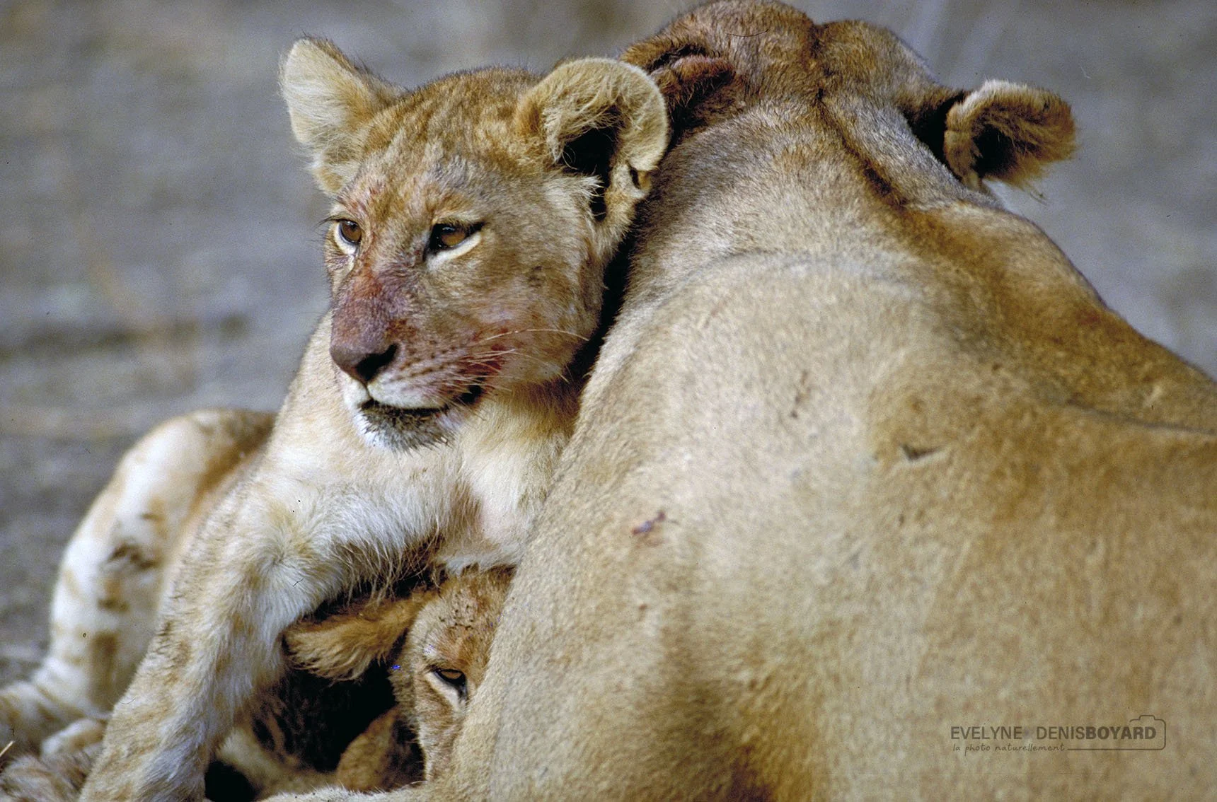 Tendresse d'une famille de lions après un "kill".