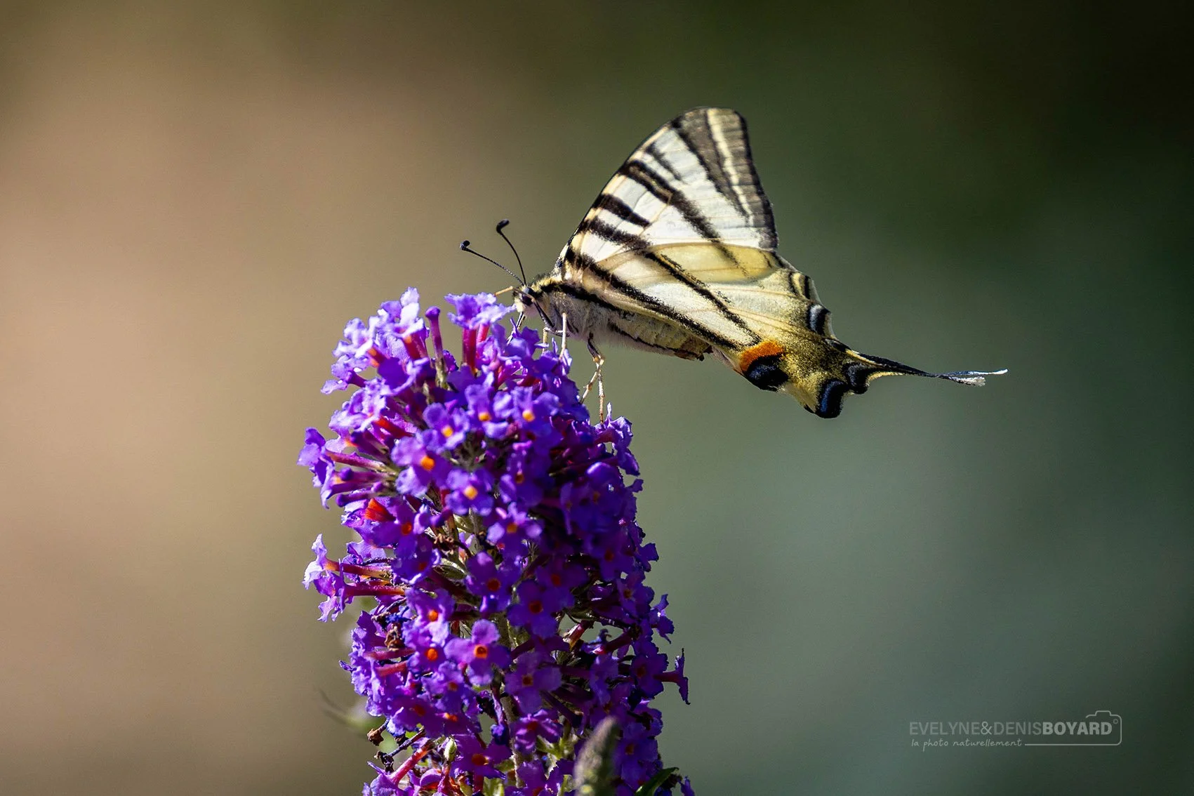 Papillon Flambé sur buddleia de David.