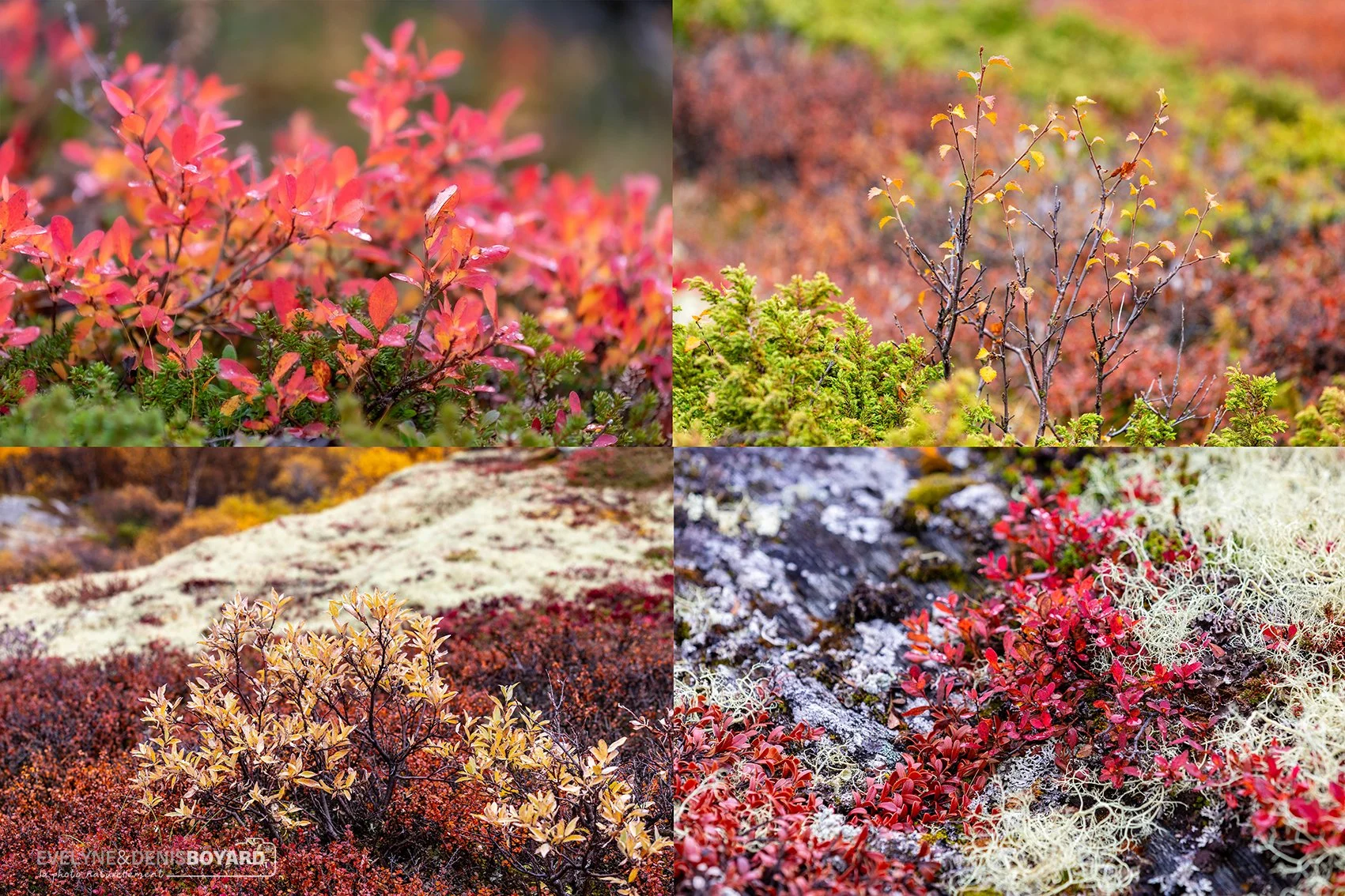 Différentes plantes, lichens et mousses dans le Parc national de Dovrefjell-Sunndalsfjella.
