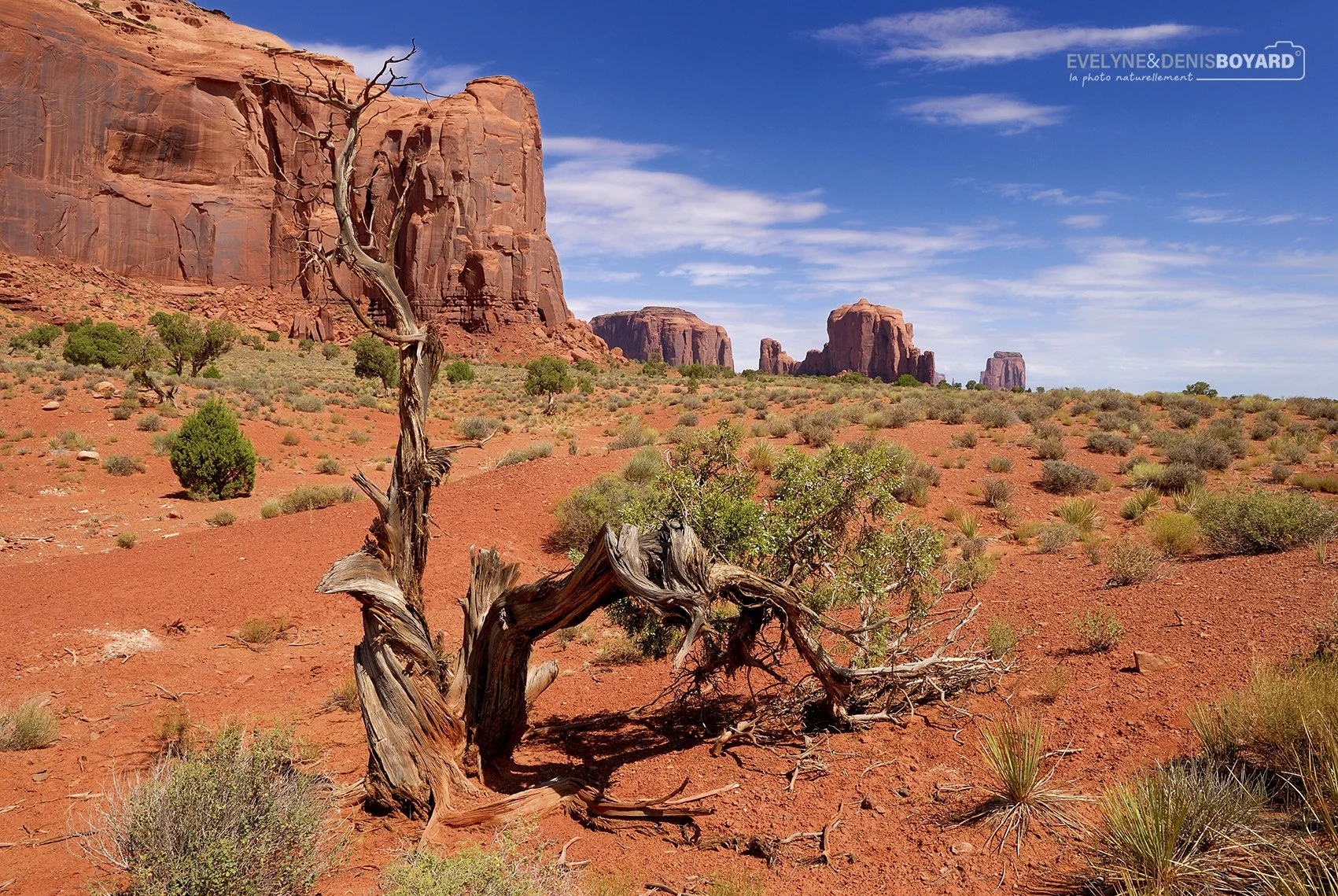 Arbre mort dans Monument Valley.