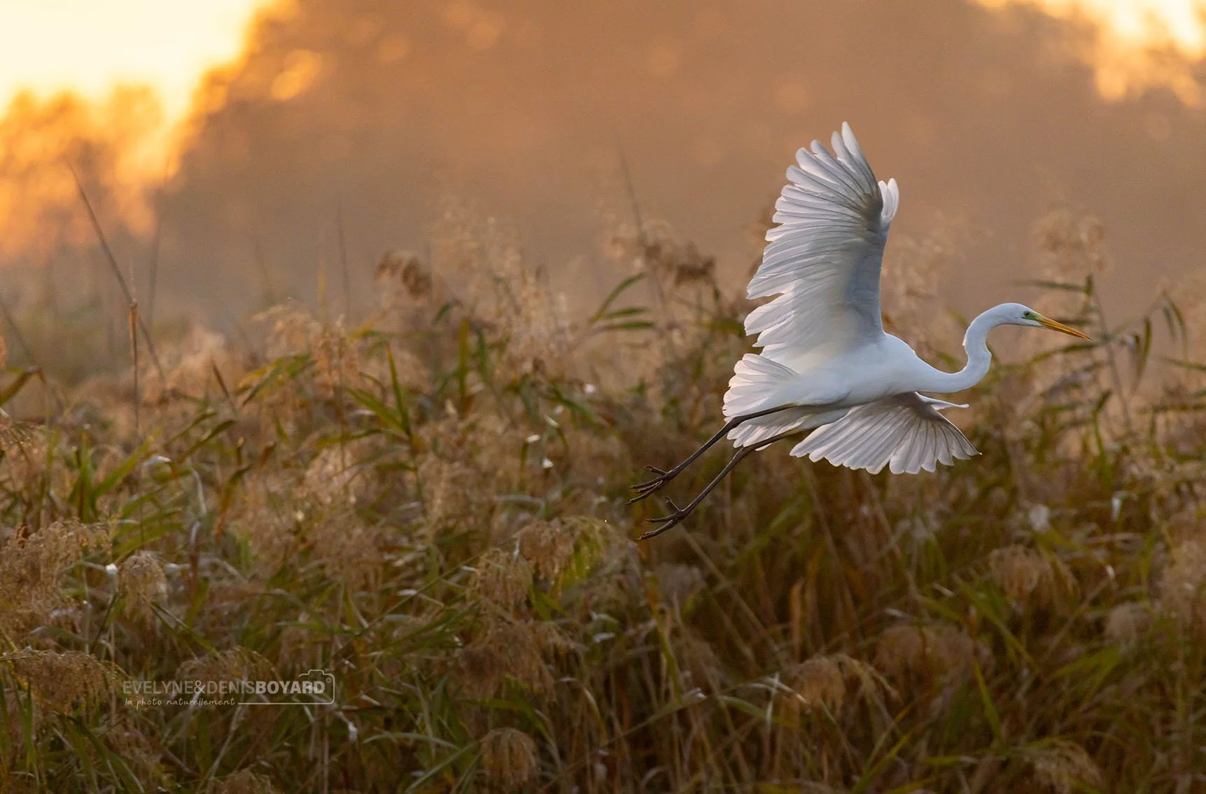 Envol d'une grande aigrette.
