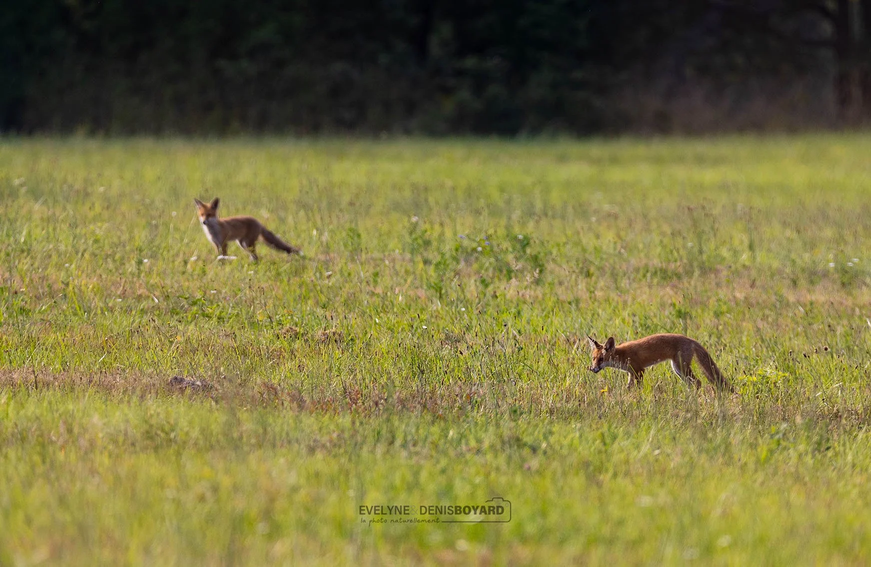 Couple de renards roux.