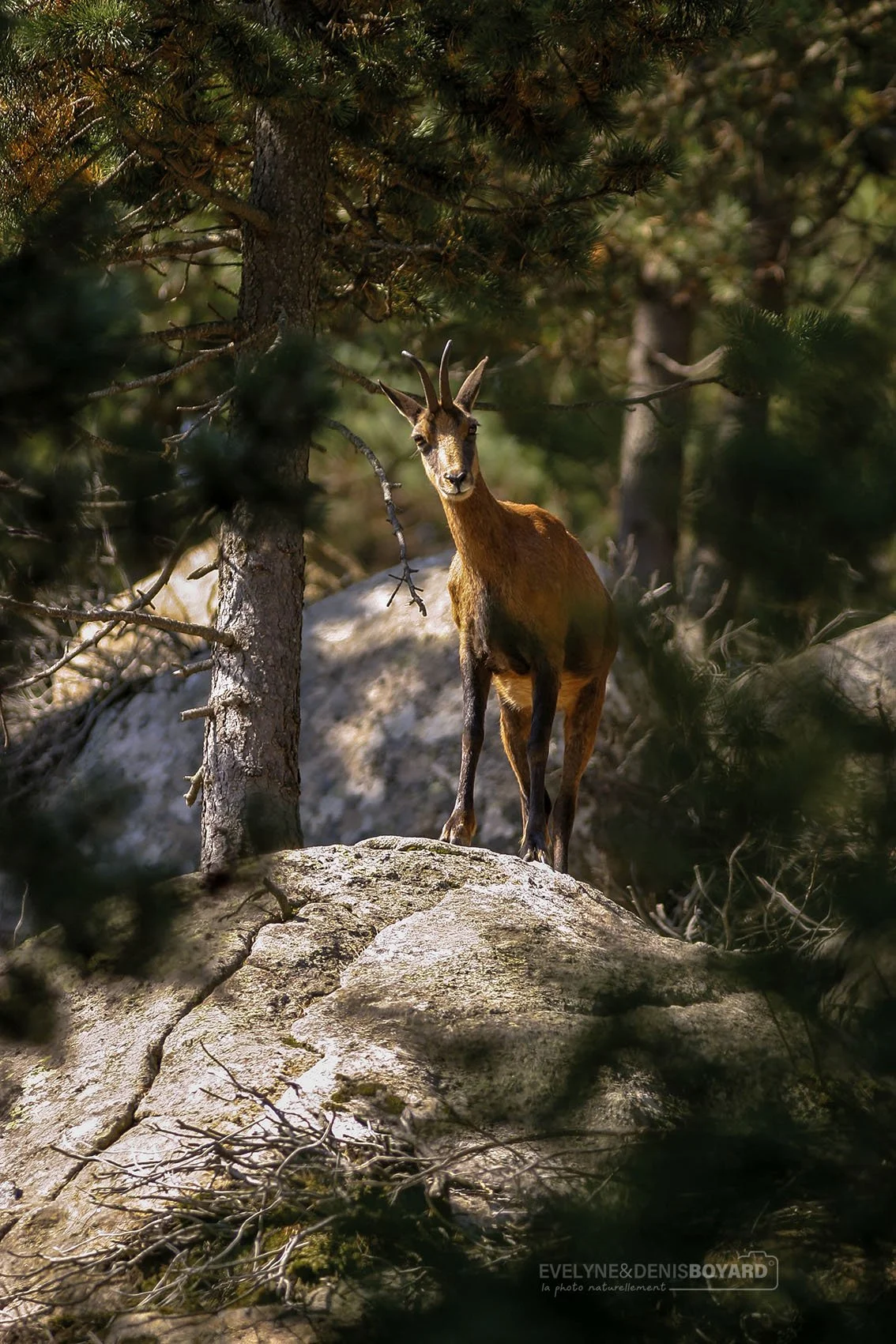 Isard des Pyrénées.