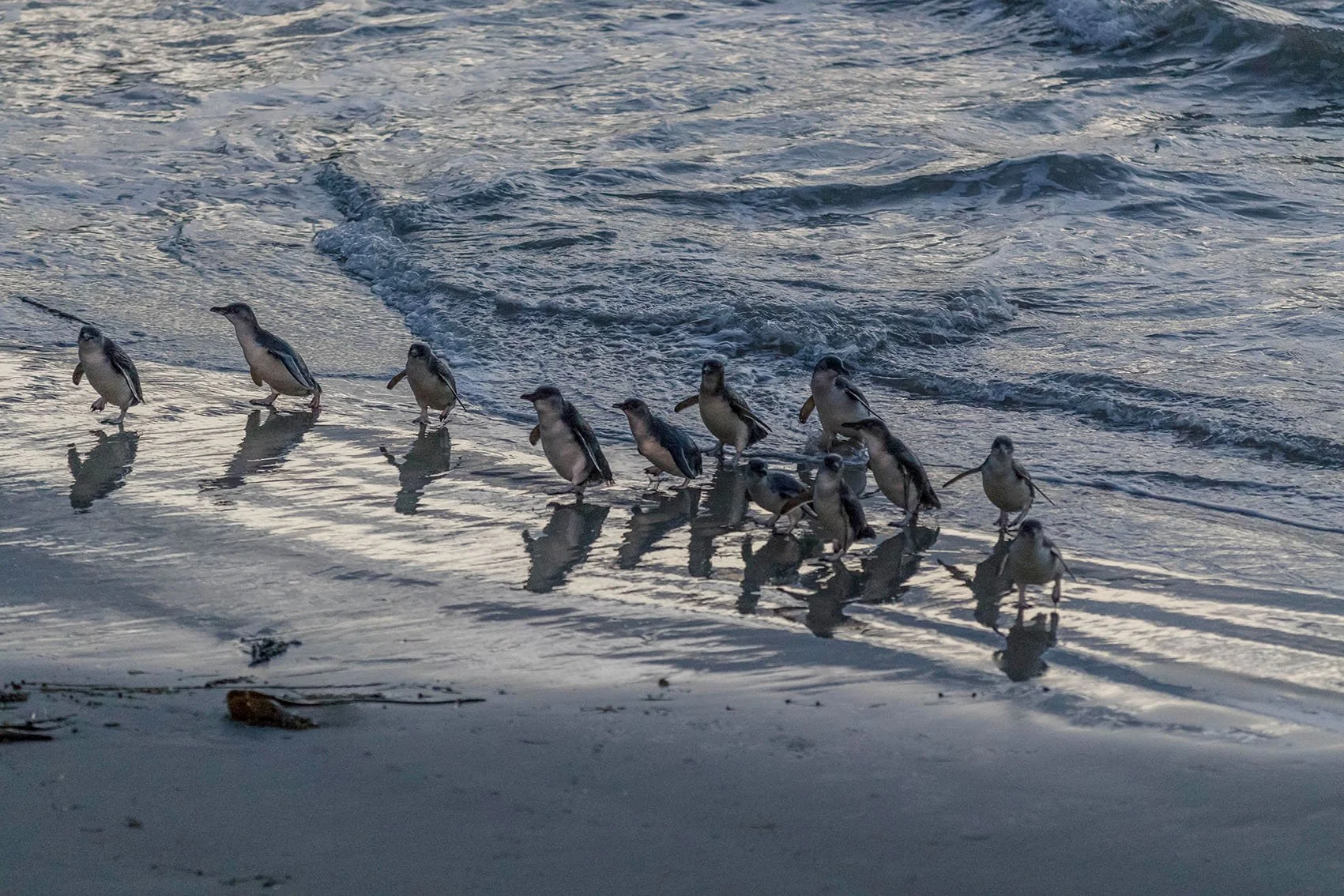 Retour de pêche pour les manchots bleus ou pygmées.