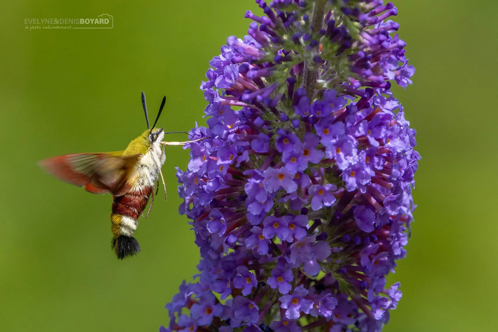 Moro-sphinx butinant un buddleia, à l'aide de sa longue trompe.