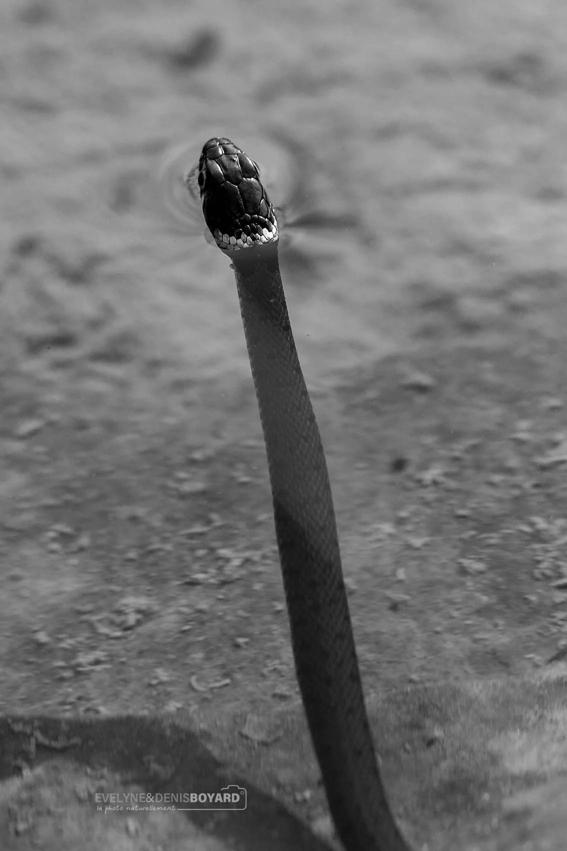 Couleuvre à collier.