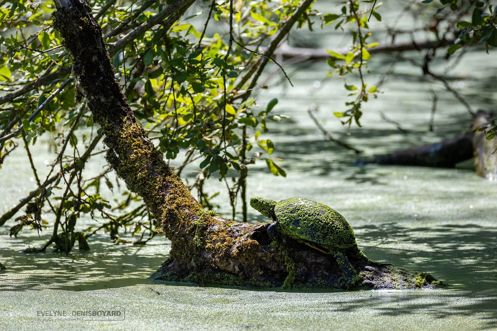 Tortue cistude d'Europe couverte de lentilles vertes.