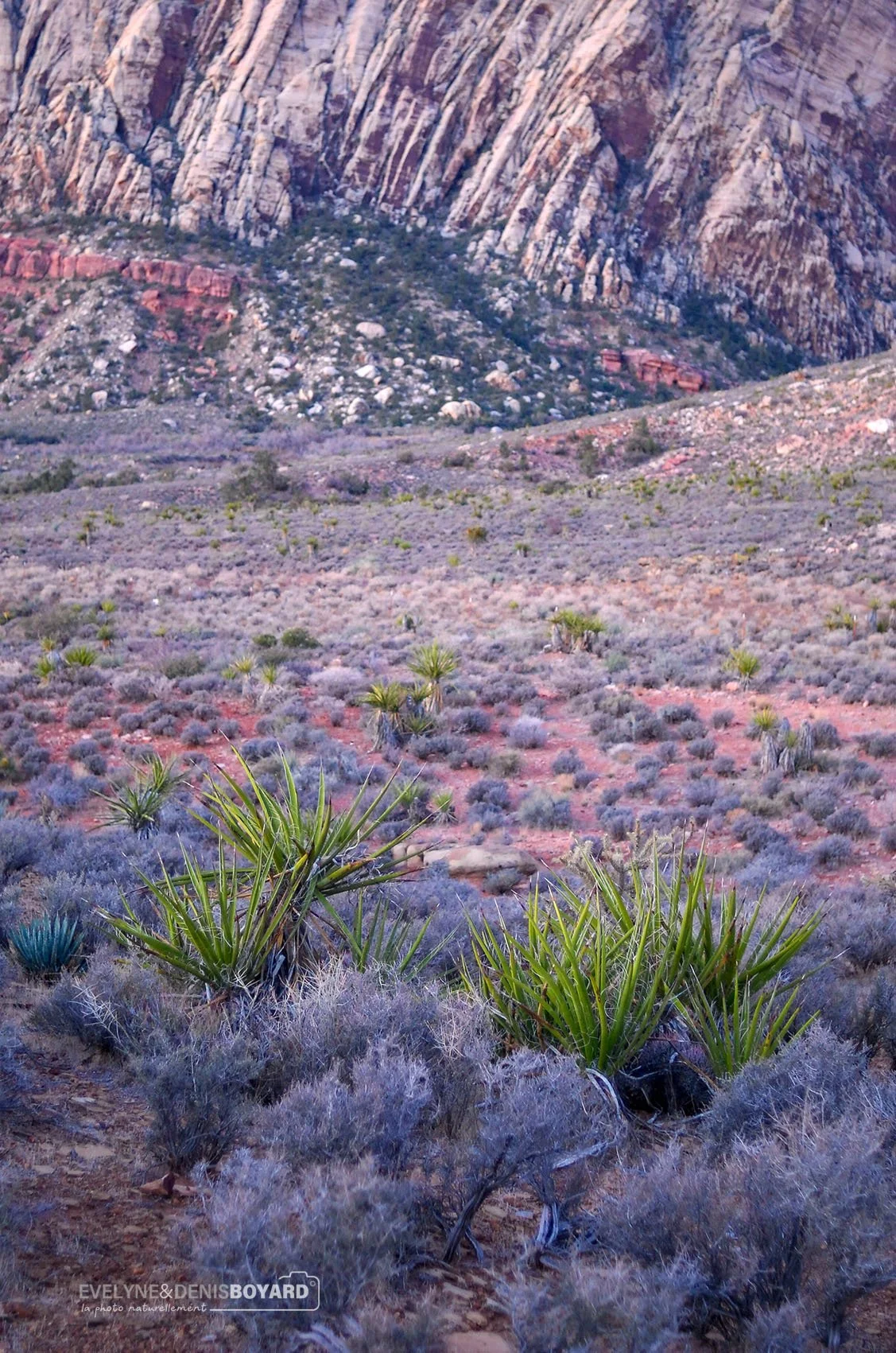Petit matin dans le Red Rock Canyon (Nevada) avec des yuccas au 1er plan.