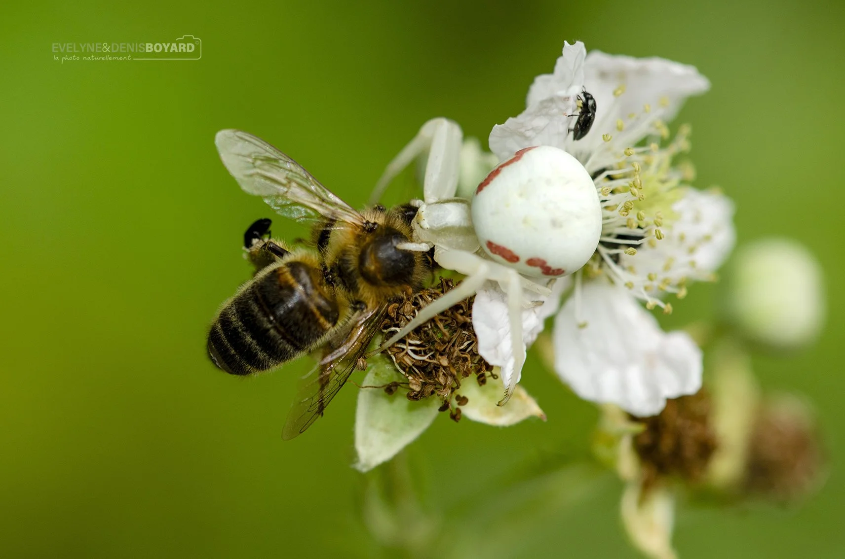 Araignée thomise citronnée capturant une abeille.