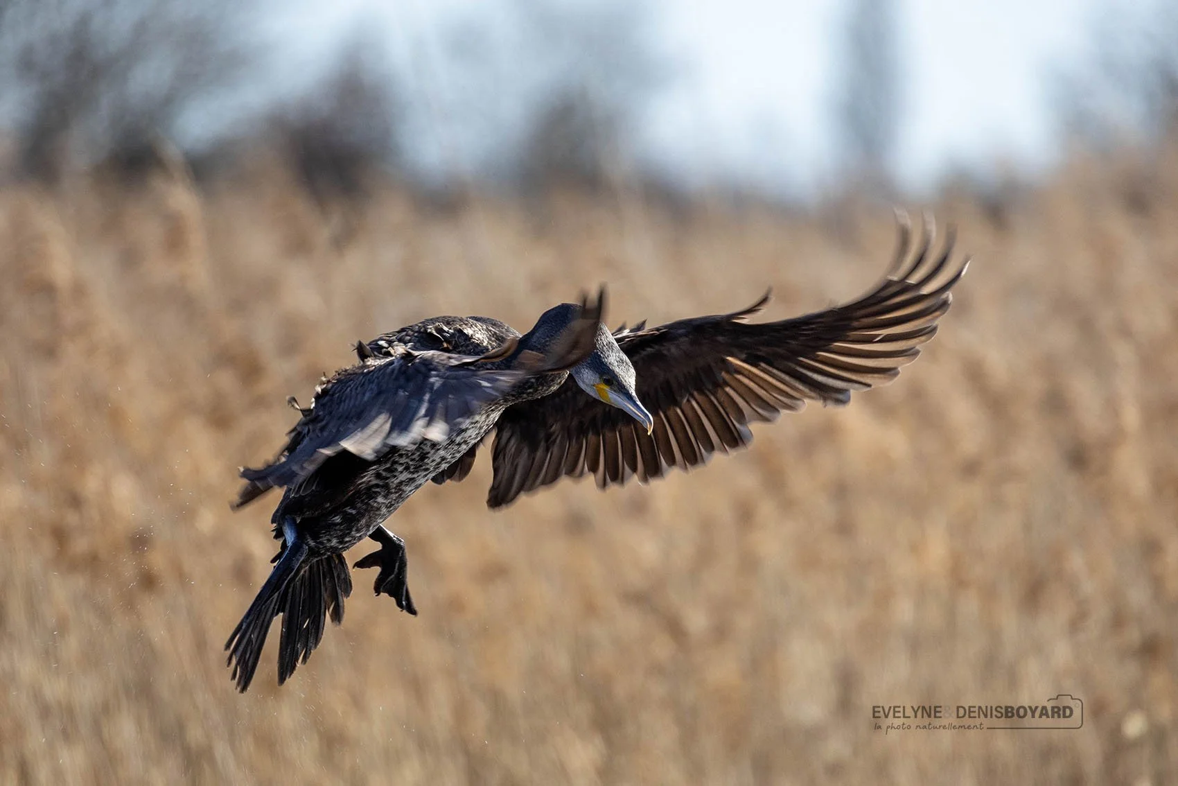 Atterrissage d'un grand cormoran.