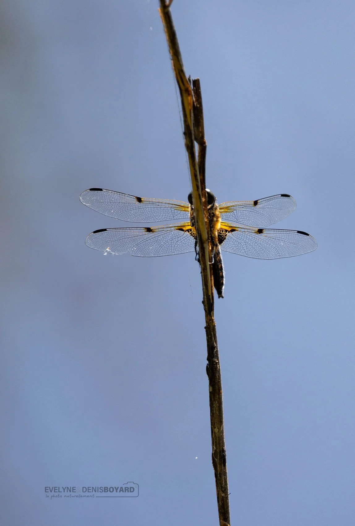 Libellule à quatre taches.