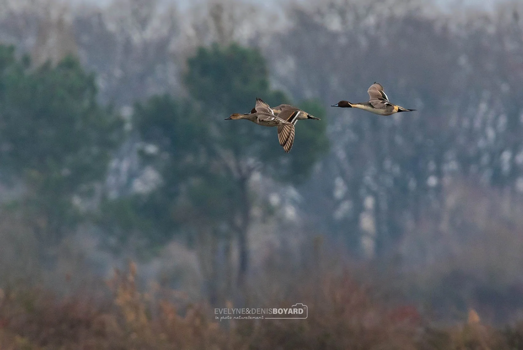 Vol de canards pilets.