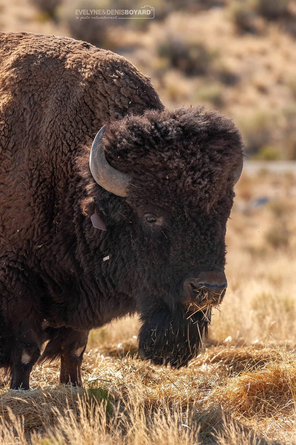 Bison mâle à Antelope Island (Utah).