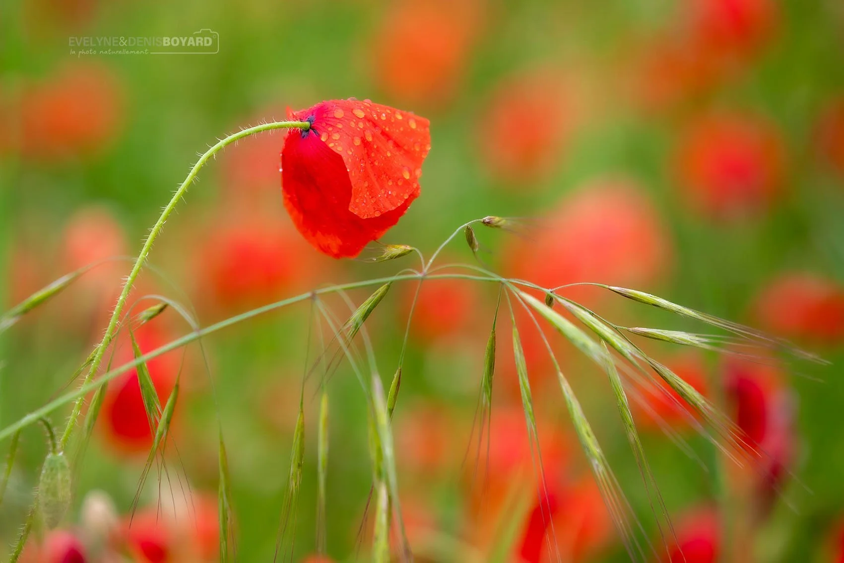 Coquelicots.
