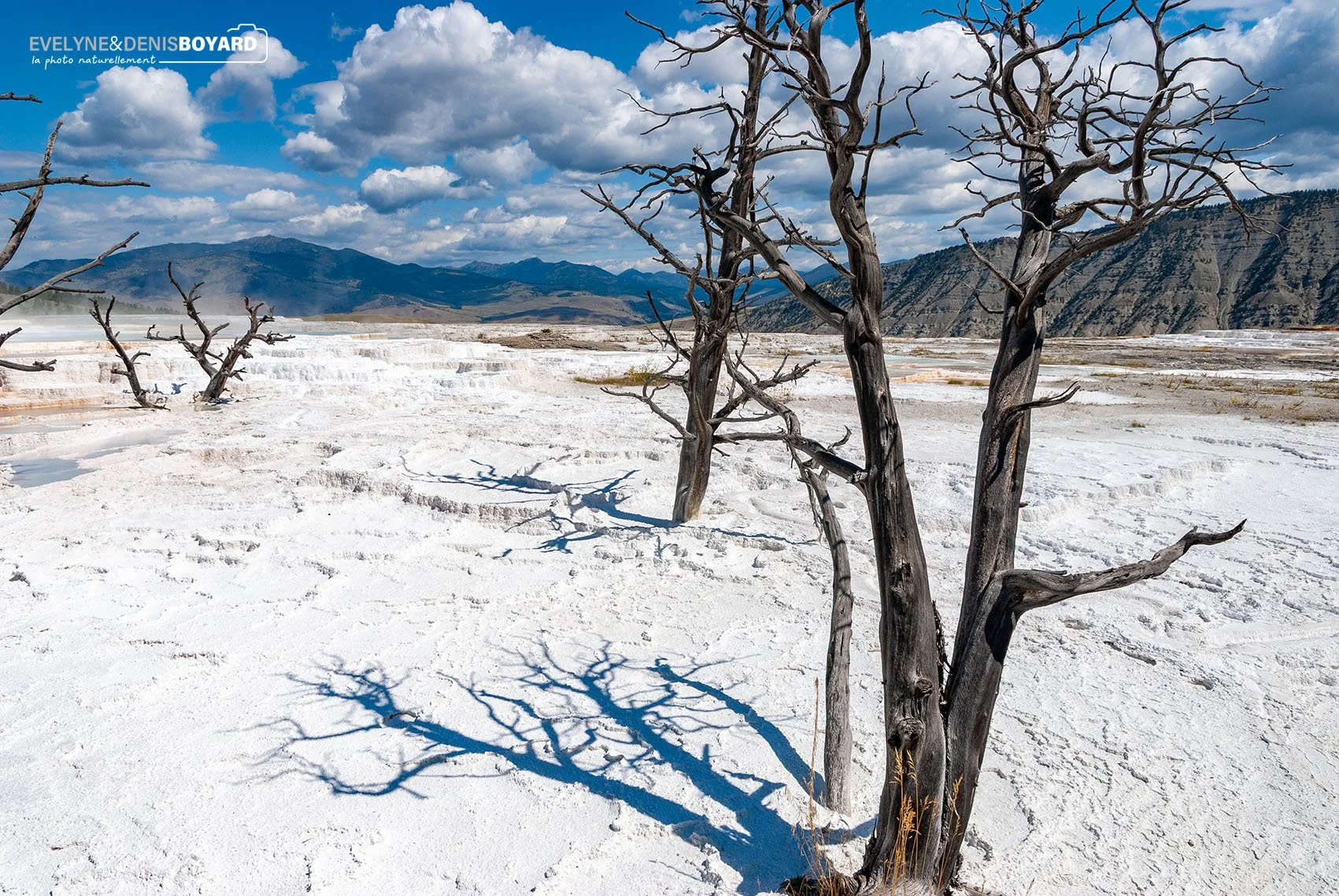 Arbres morts à Mammoth Hot Springs, PN du Yellowstone (Wyoming).