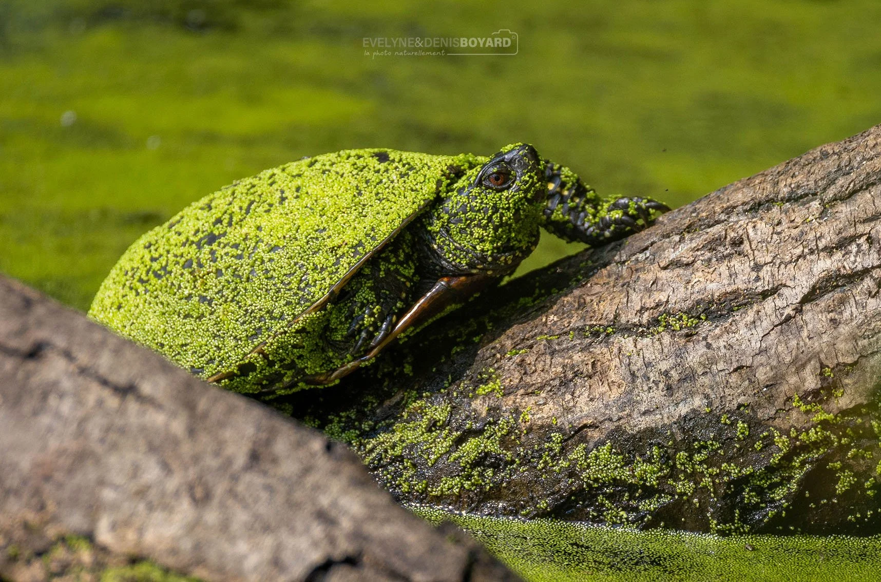 Tortue cistude d'Europe couverte de lentilles vertes.