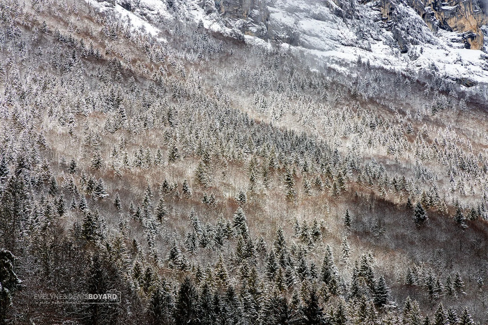 Massif forestier au plateau des Petites-Roches, Chartreuse (Isère).