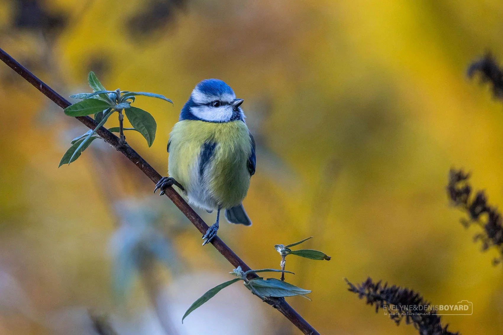 Mésange bleue (Vienne).
