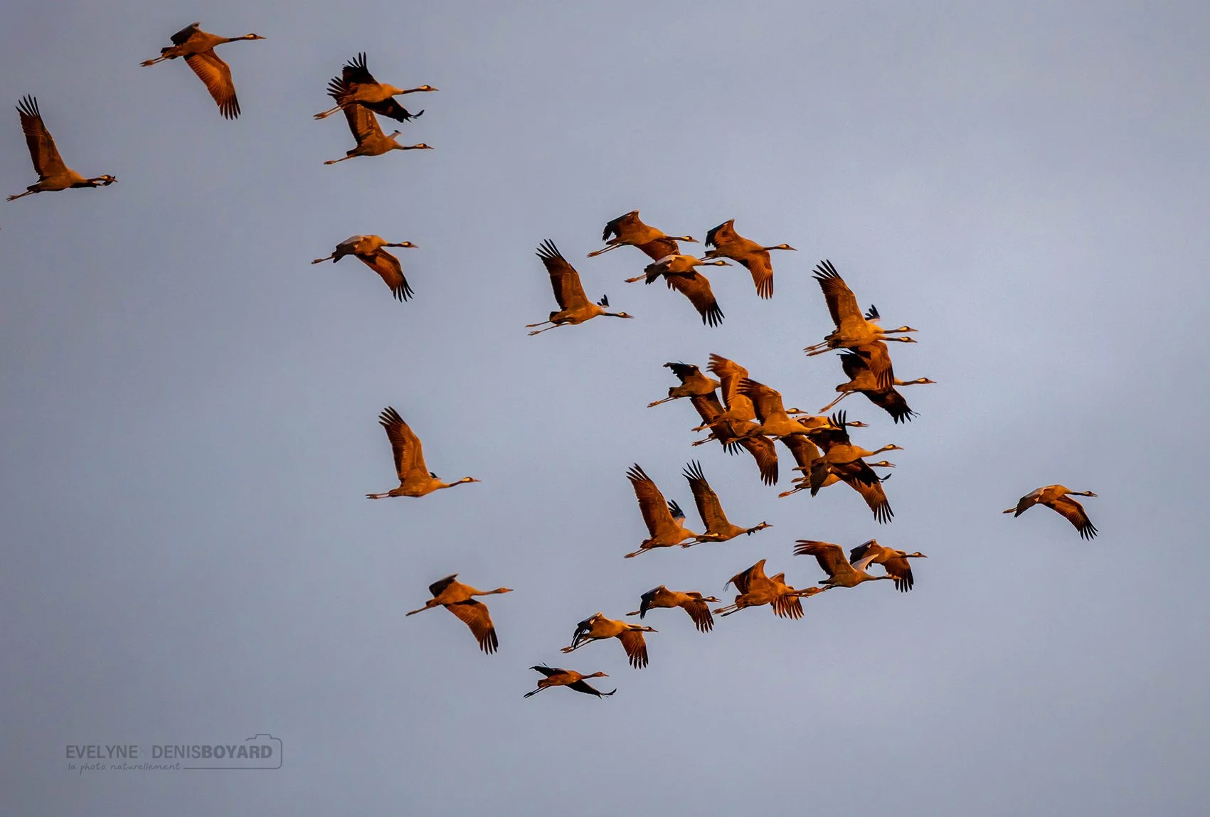 Vol de grues cendrées au soleil couchant (Brenne).