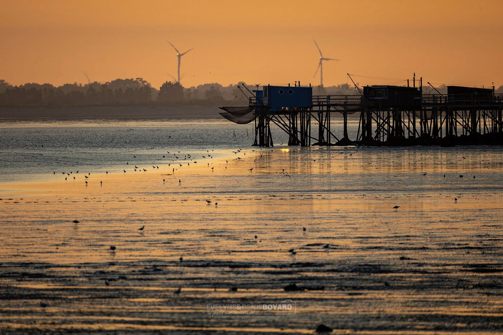 Carrelets et pêche de limicoles sur une plage de Charente-Maritime.