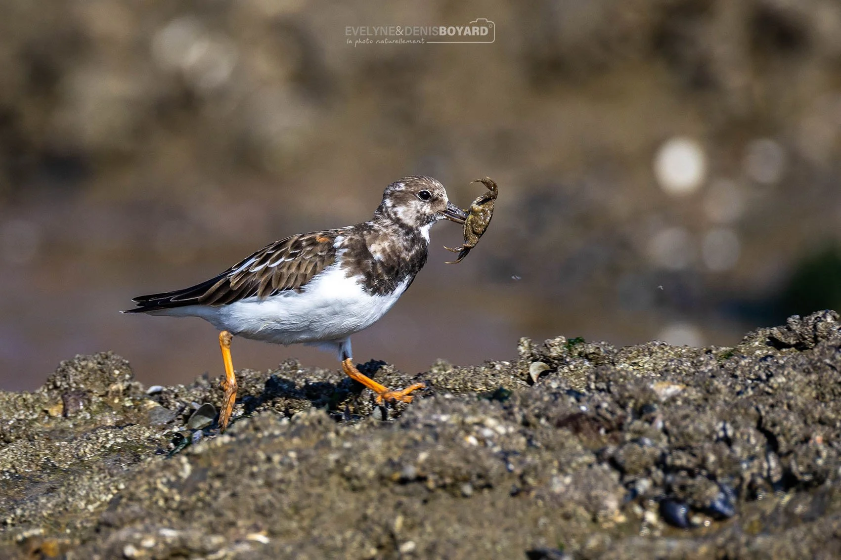 Tournepierre à collier ayant harponné un crabe.