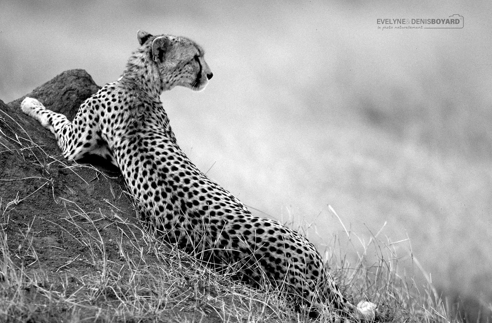 Pause du guépard.