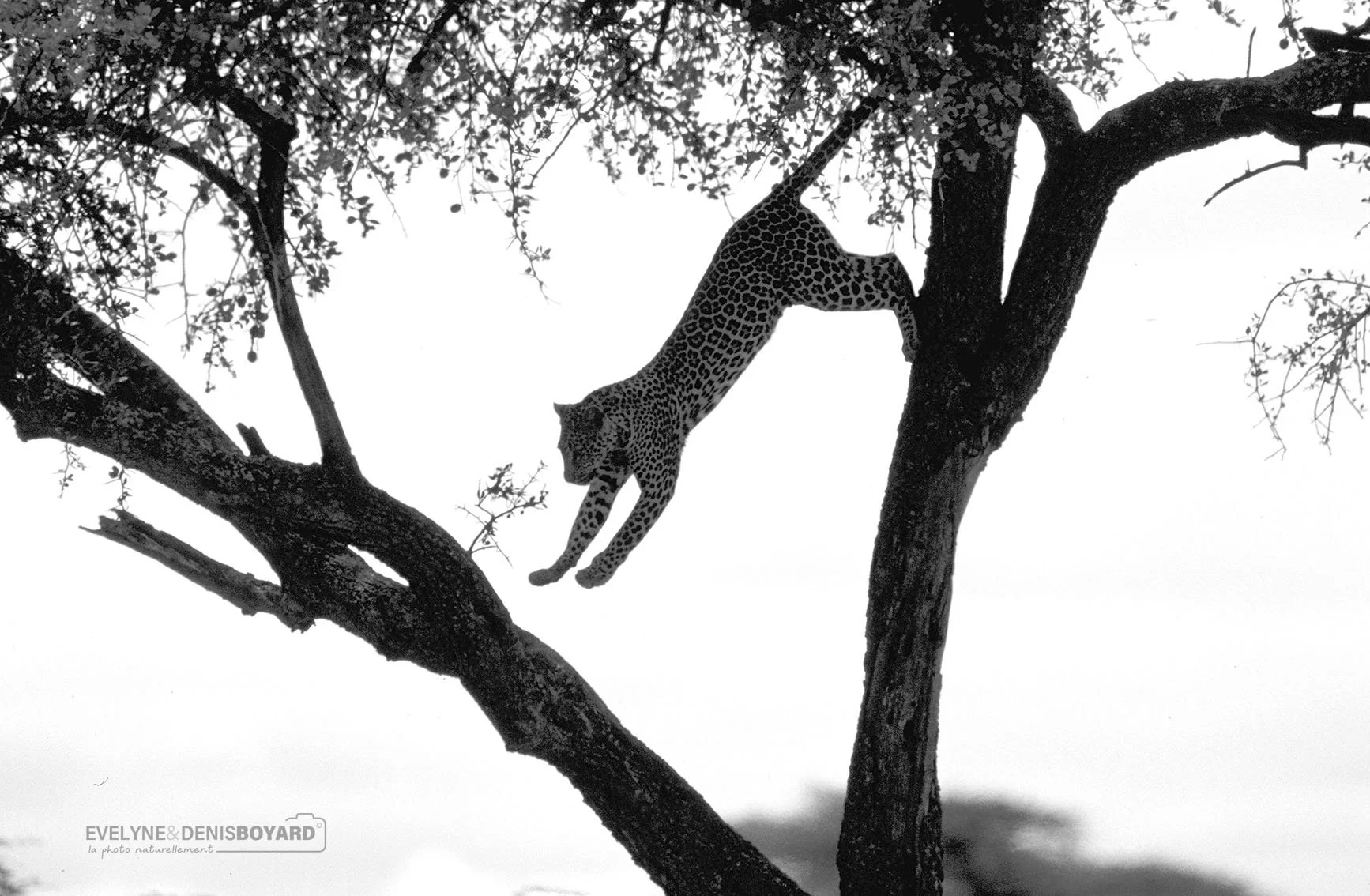 Saut du léopard.
