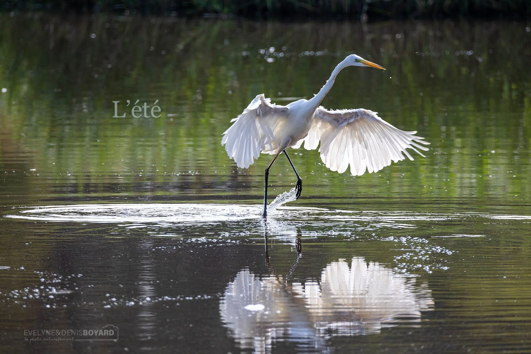 La danse de la grande aigrette.