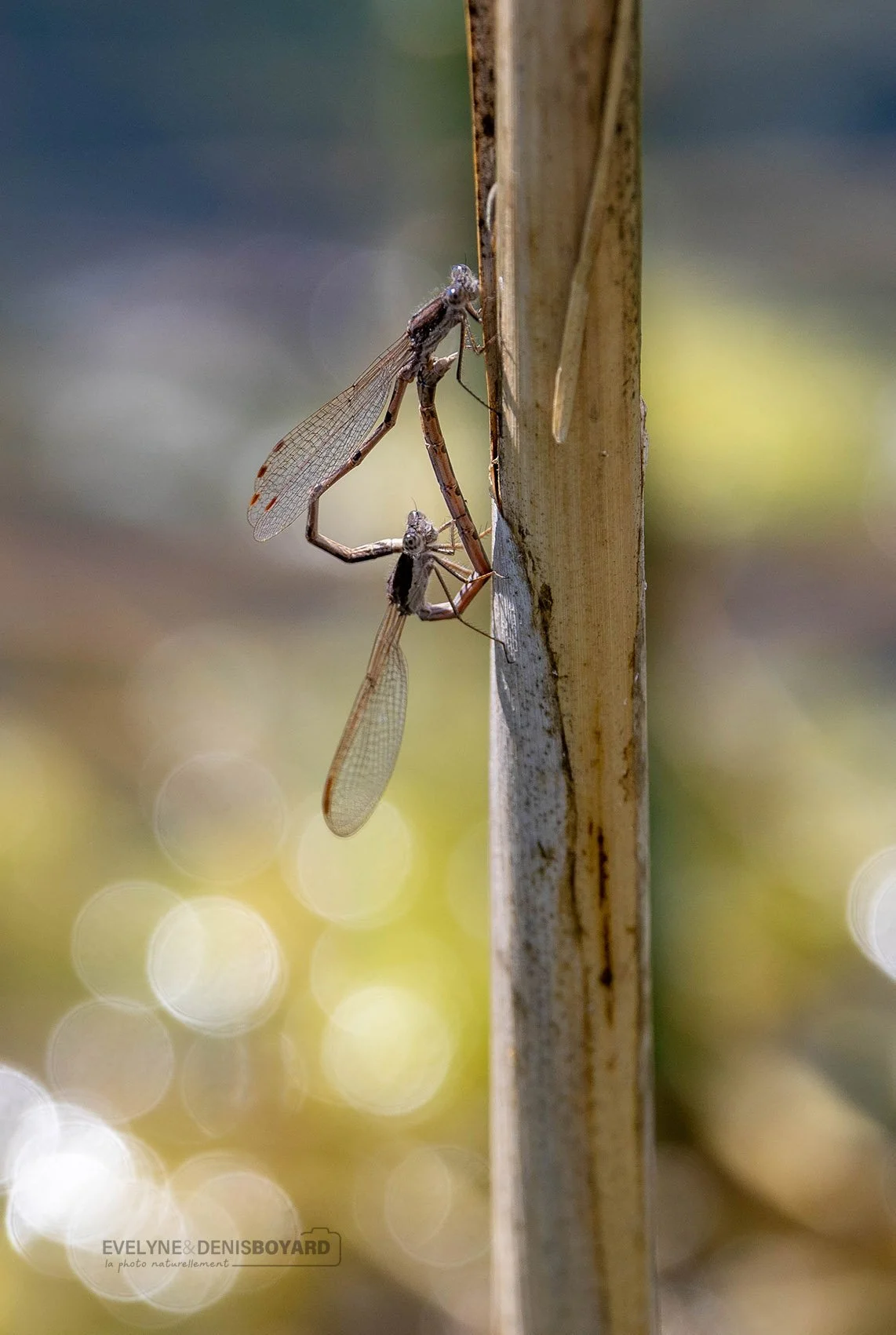 Accouplement de demoiselles lestes bruns.